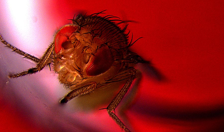 Red Fruit Fly