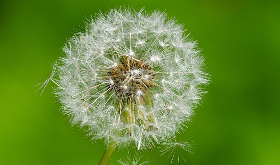 How Dandelion Seeds Stay Afloat for So Long | Inside Science