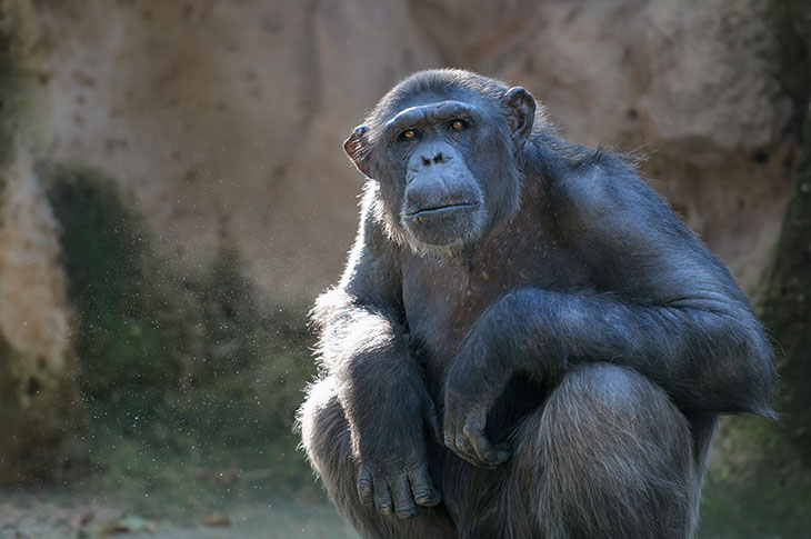 A chimpanzee.