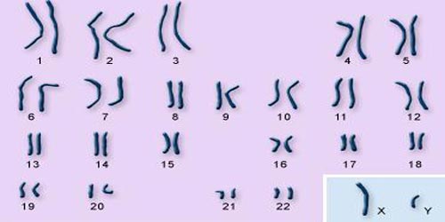 Array of chromosomes. 