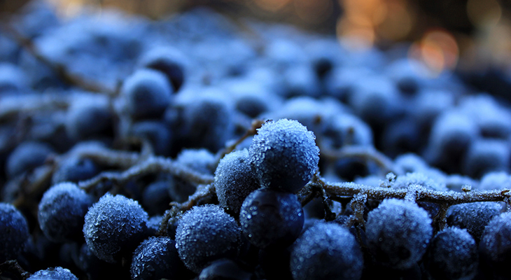 New Grape Breeds Reduce The Chill 