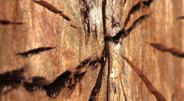 Wood And Charcoal Cut Earthquake