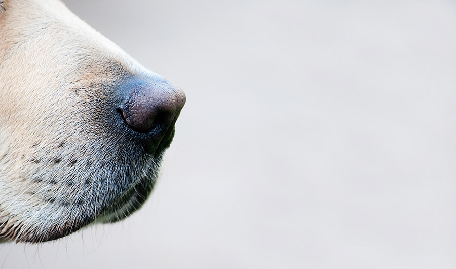 Dog nose. 