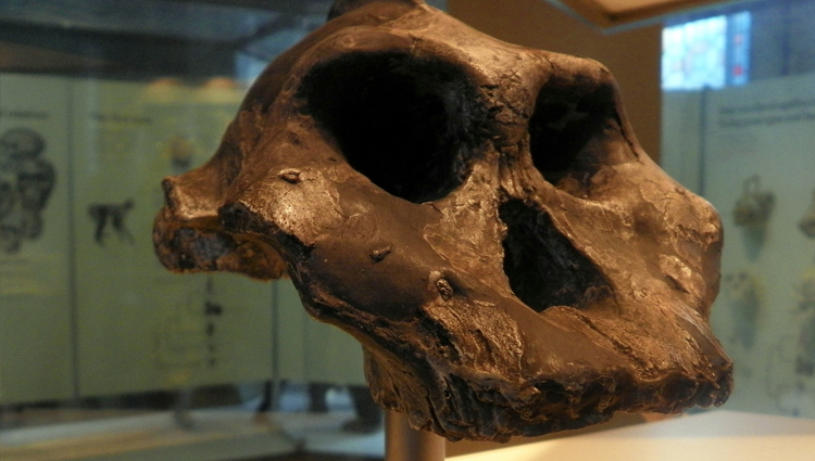 Ancient skull fossil. 
