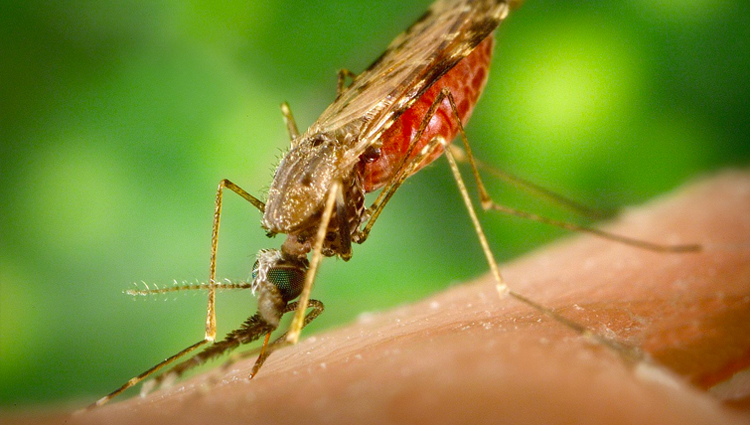 Helping Mosquitoes Help Themselves