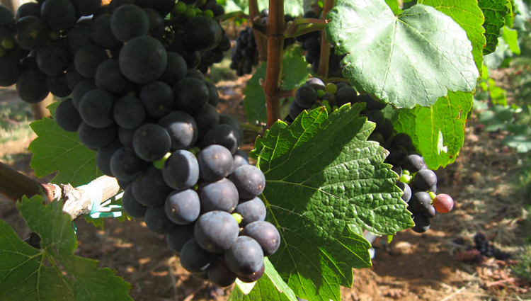 Pinot Noir Grapes Reveal 700