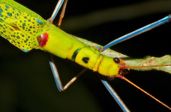 Stick insect