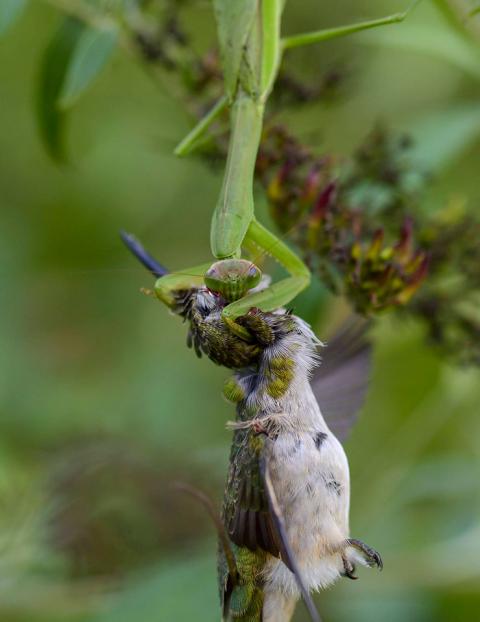 Chinese mantis eating hummingbird