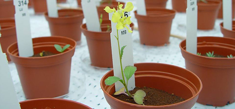 Researchers planted 4,200 seeds in soils expected to mimic those in potential greenhouses on Mars and on the moon.