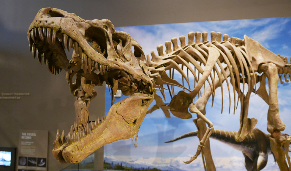 Tyrannosaur skeleton