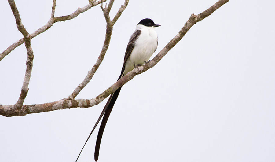 Long-tailed bird