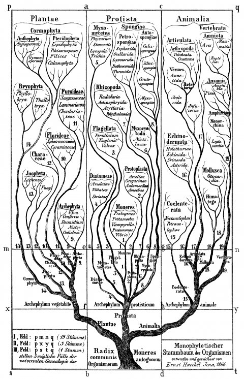 Early phylogenetic tree by Ernst Haeckel, 1866. 