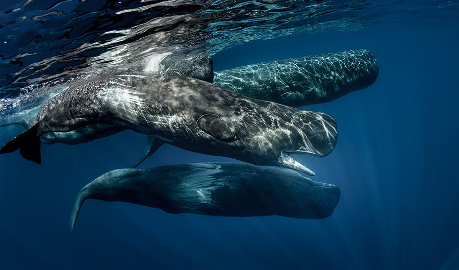 a pod of sperm whales