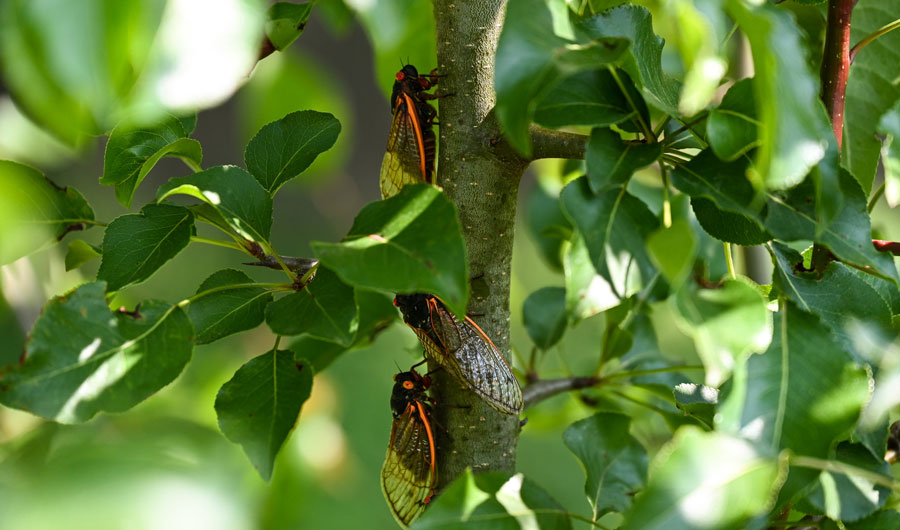 Adult cicadas in Tennessee