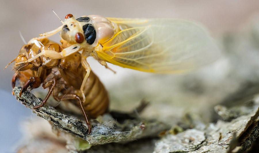 Cicada and nymphal exoskeleton