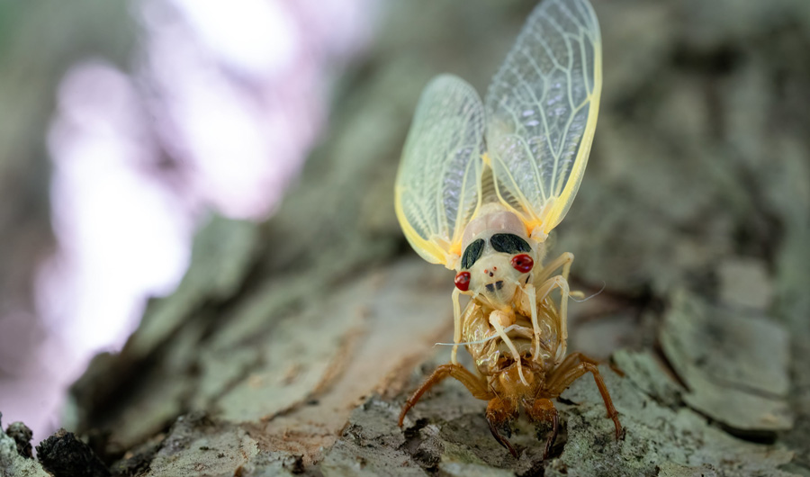 Molted Cicada