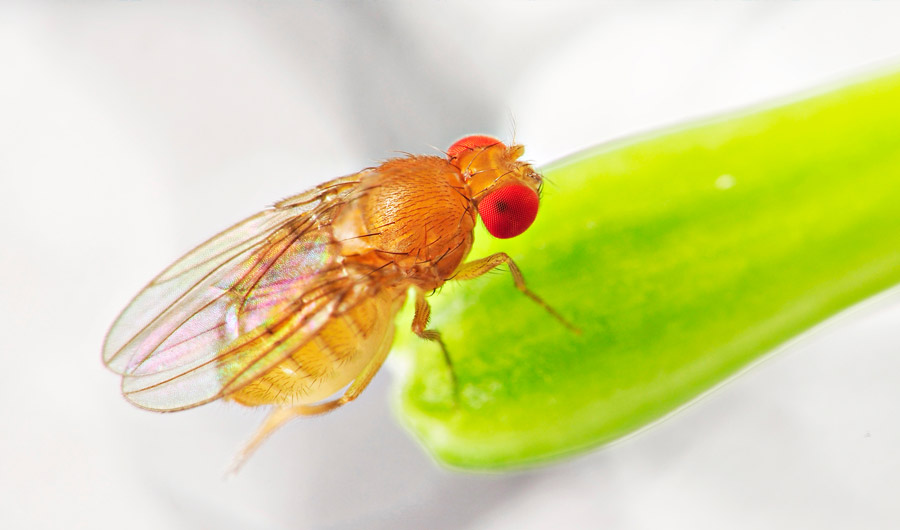 A fruit fly 