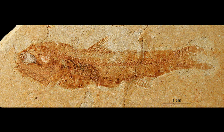 A reddish-brown fossilized fish pointing its head toward the left of the screen, in a sandy colored rock.