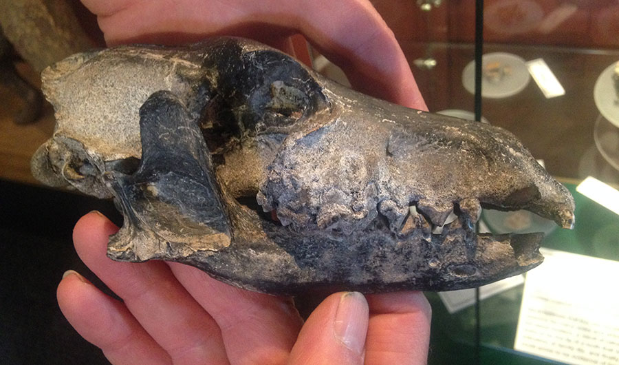 A fossil warrah skull found at Spring Point Farm on West Falkland. The skull is housed at the Falkland Islands Museum and National Trust.