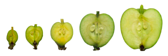 Cross sections of bigger and bigger apples