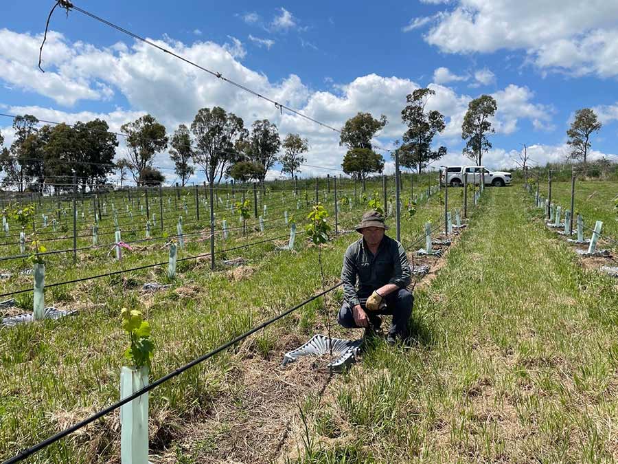 Scientist poses with rain catchers around young grape plants