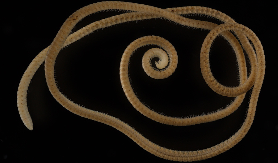 Tan-colored millipede coiled into a round shape, against a black background.
