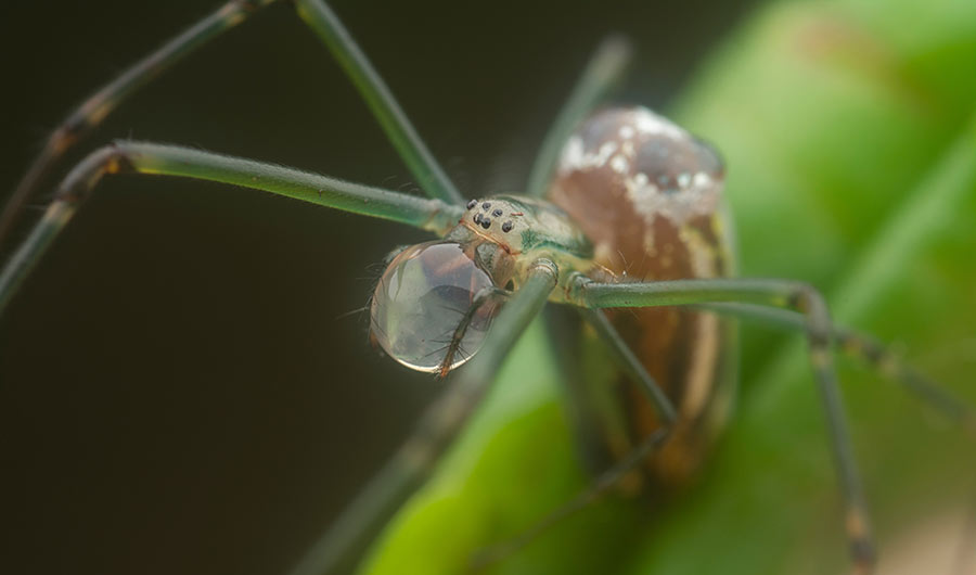 A spider carrying a drop of water in its mouth.