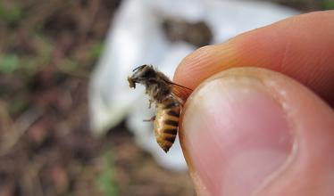Researcher holds a bee holding dung in its mouth