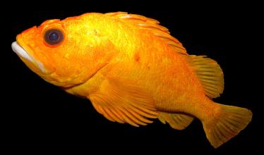Yelloweye rockfish (Sebastes ruberrimus)