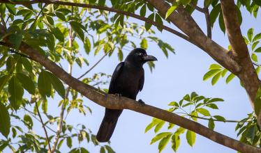 Crow facing to the right of the image, perched on a tree branch.