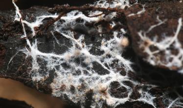 Mycorrhizal fungi in soil 