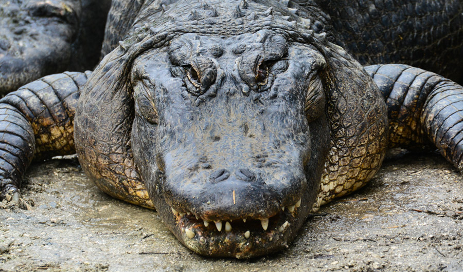 Are Alligators Overpopulated?