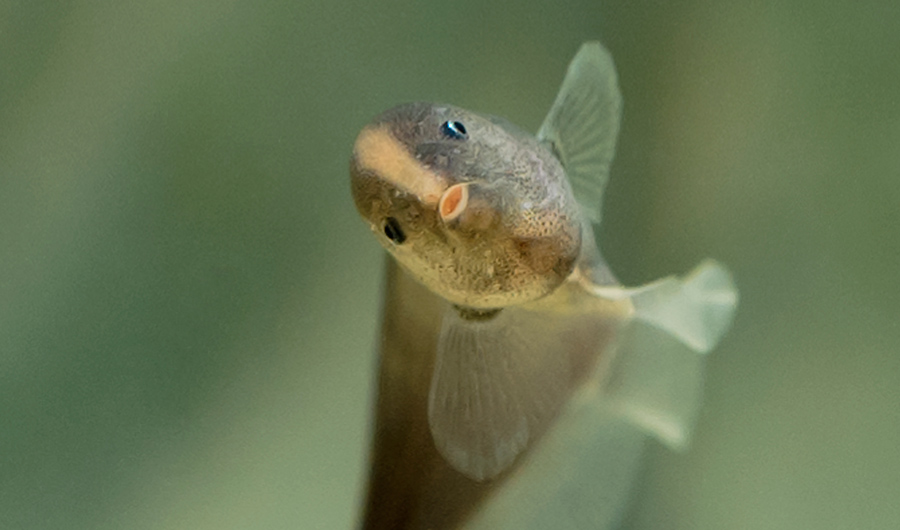 When Stunning Won't Kill, Fish Use Electricity to Communicate | Inside  Science