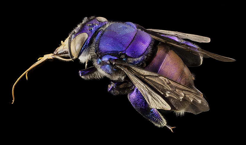A male orchid bee, species unknown, from Guyana.
