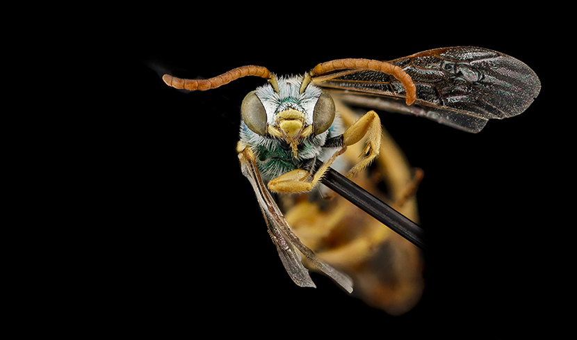 A male Agapostemon angelicus from Badlands National Park in South Dakota.