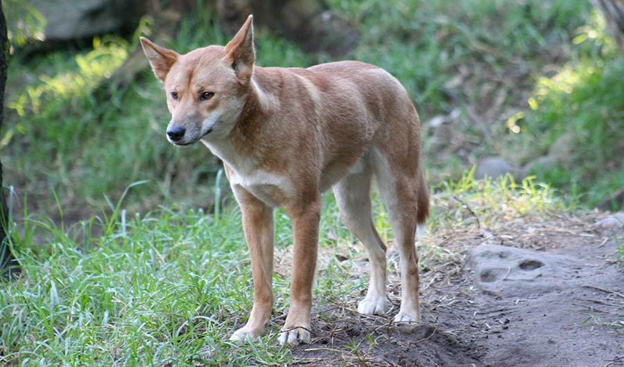 BRIEF: Like Dogs, Dingoes Make Eye Contact With Familiar Humans | Inside  Science