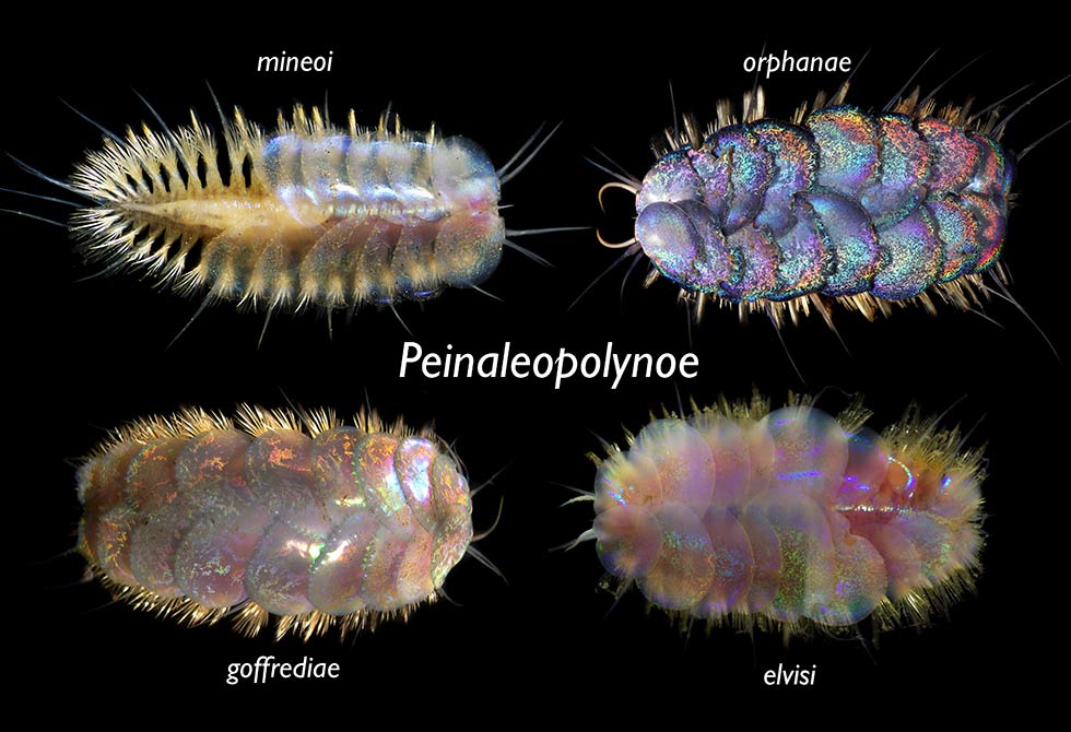 Composite photo of four ancient worms. 