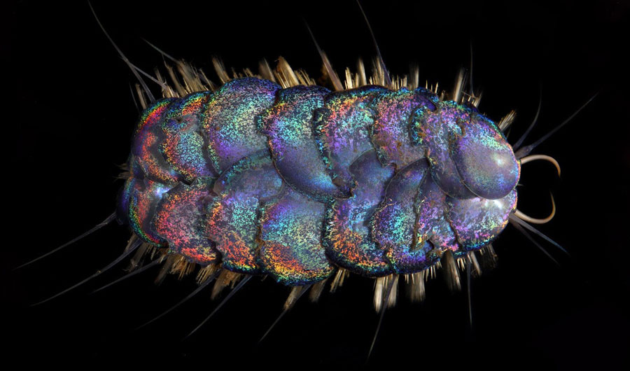 New worm species with Jewel-Like Scales 