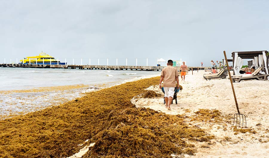 Seaweed Drowning Ecosystem