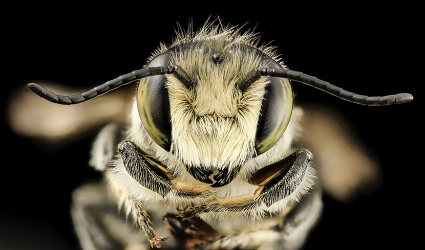 A male Megachile mendica from Maryland.