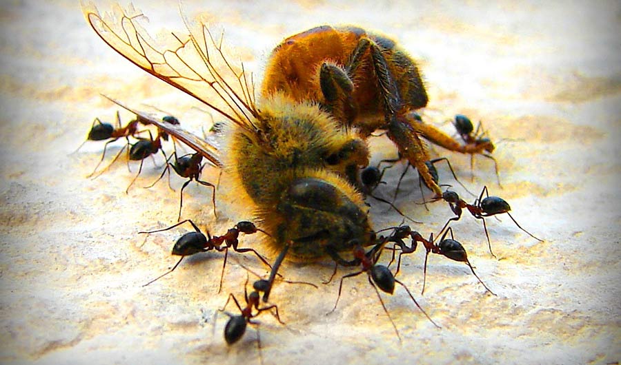 Ants eating a bee
