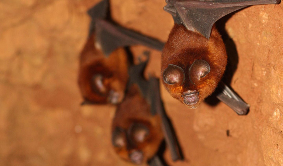 Old World Leaf-nosed bat