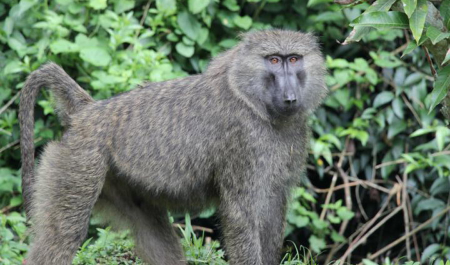 olive baboon in Uganda’s Kibale National Park