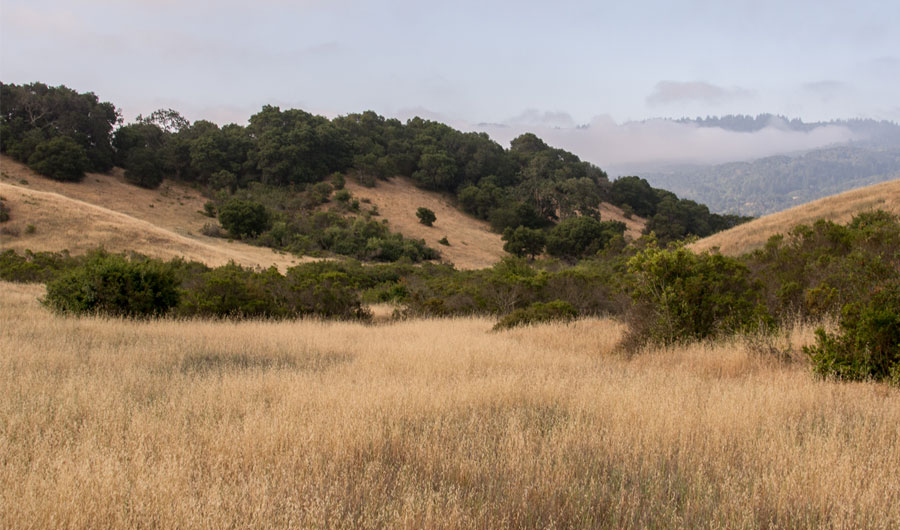 California Grasslands Grow Less