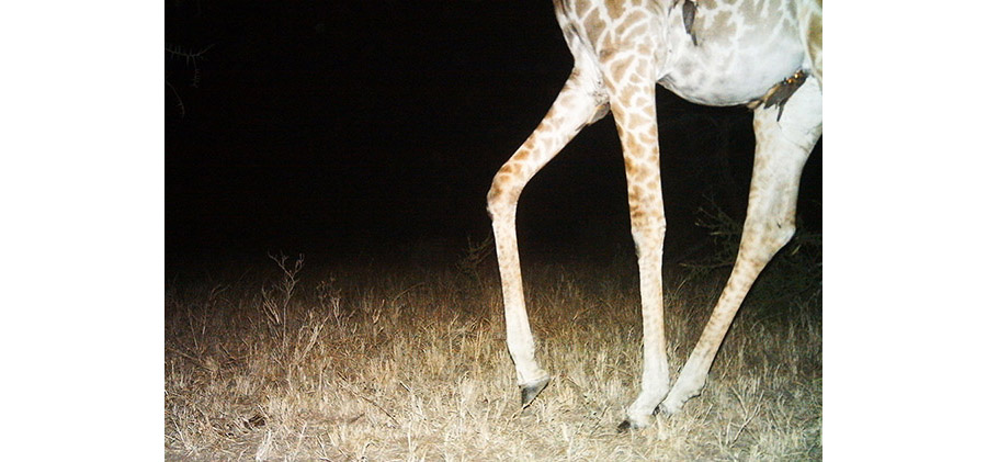 At night, giraffes were the favored roosting sites, with camera trapscapturing 20 instances of oxpeckers riding the lanky mammals