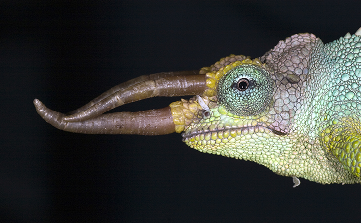Can Chameleons Eat Stink Bugs?