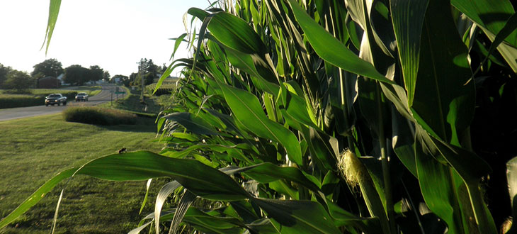 Corn Cobs Could Power Cars