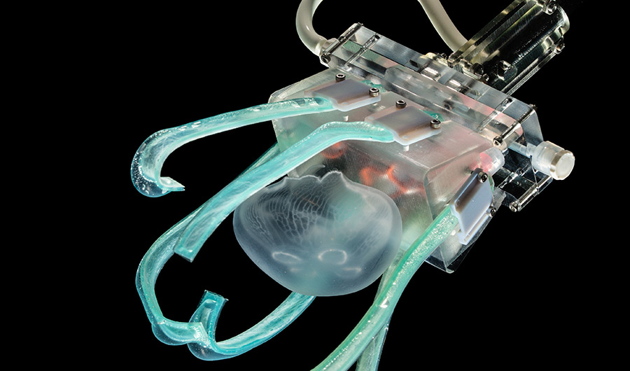 jellyfish held by ultrasoft robotic fingers