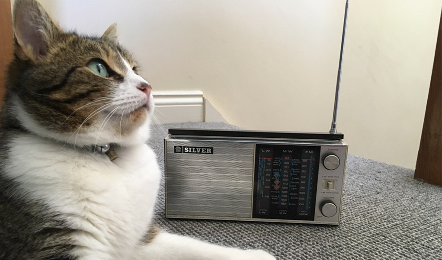 cat listening to a radio