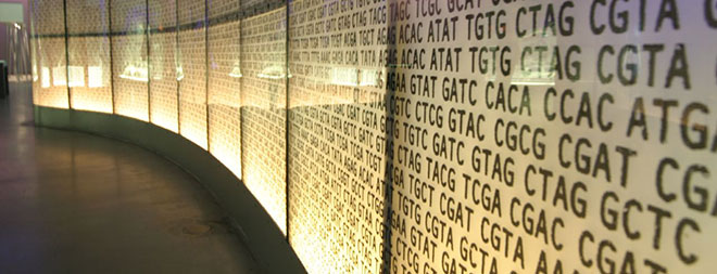 Curving wall exhibit illustrating a DNA sequence by letter combinations "GTCA"